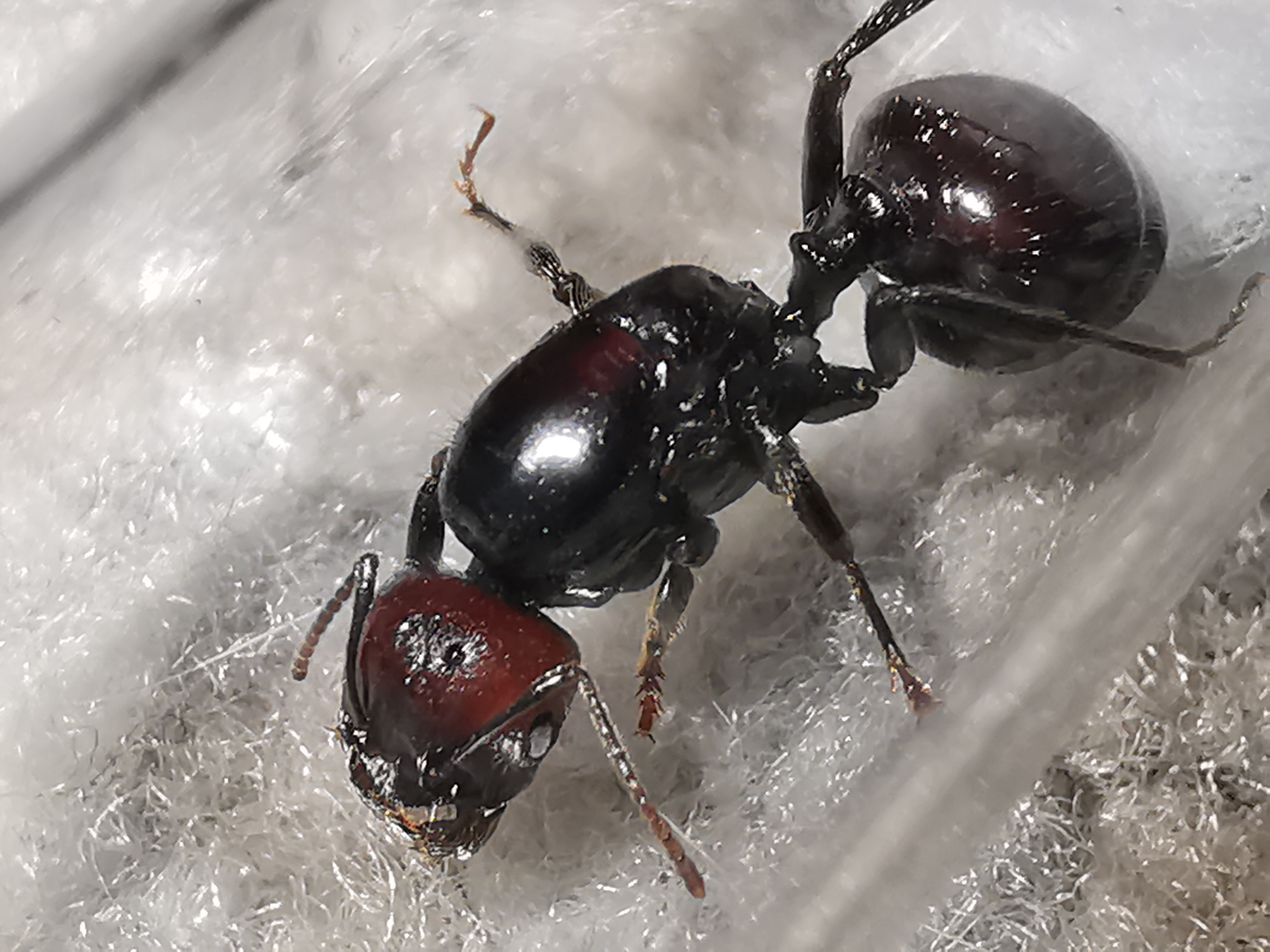 Матка муравья - 94 фото