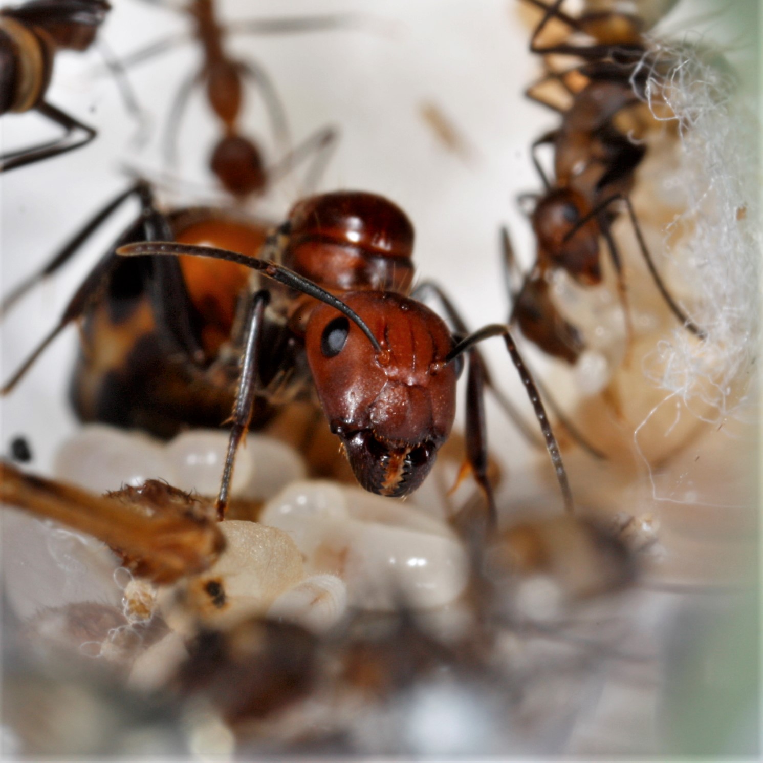 Муравьи Camponotus nicobarensis