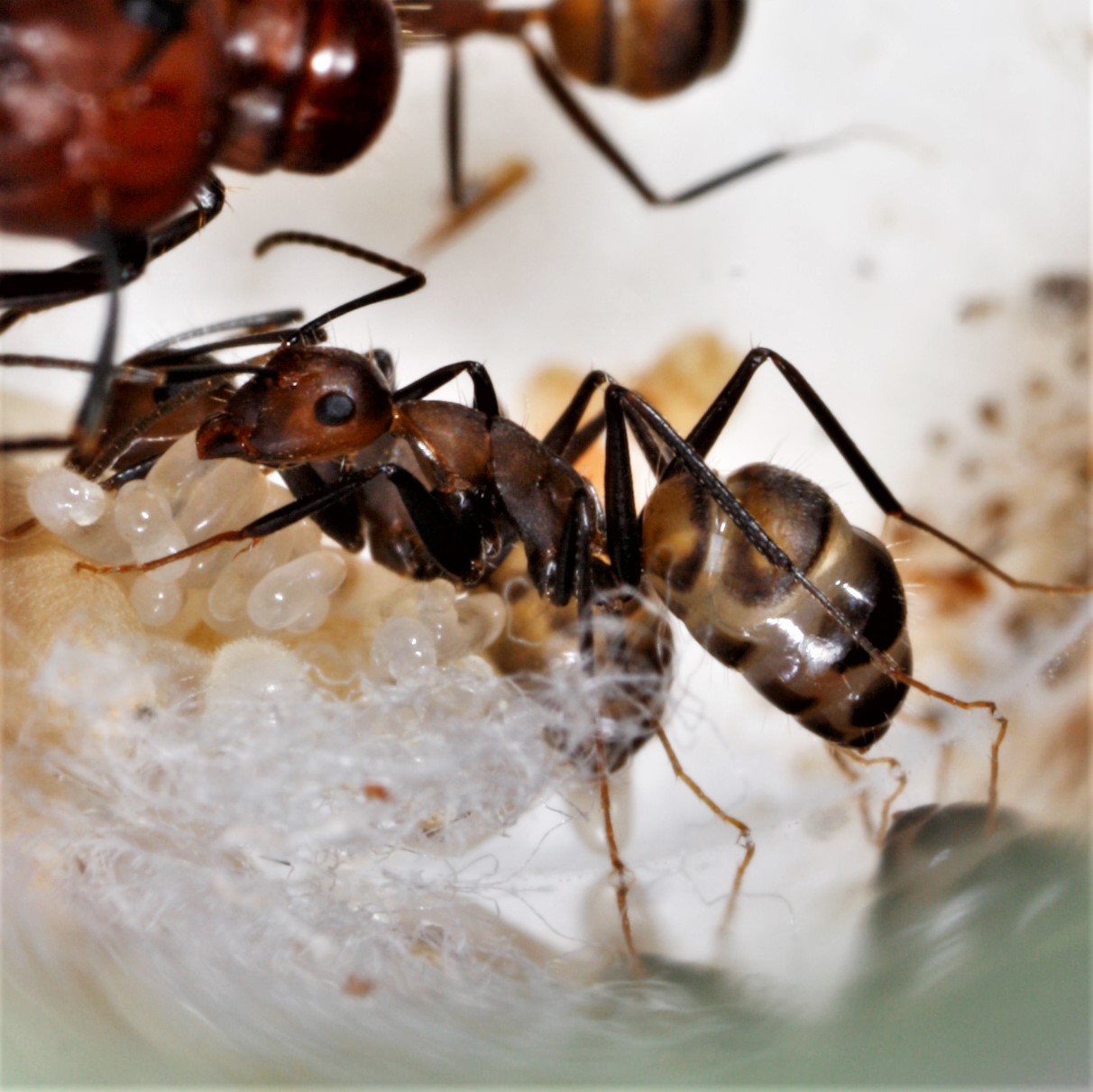 Муравьи Camponotus nicobarensis