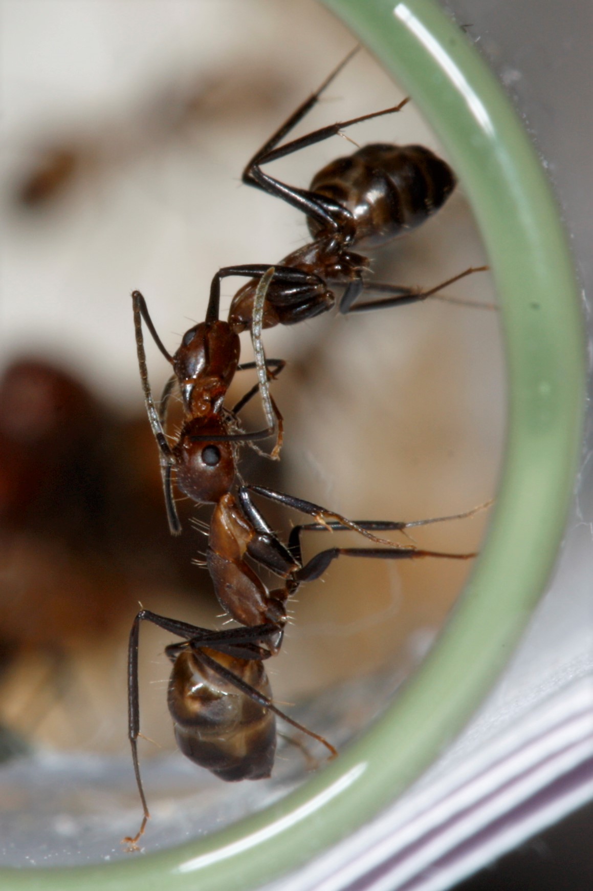 Муравьи Camponotus nicobarensis