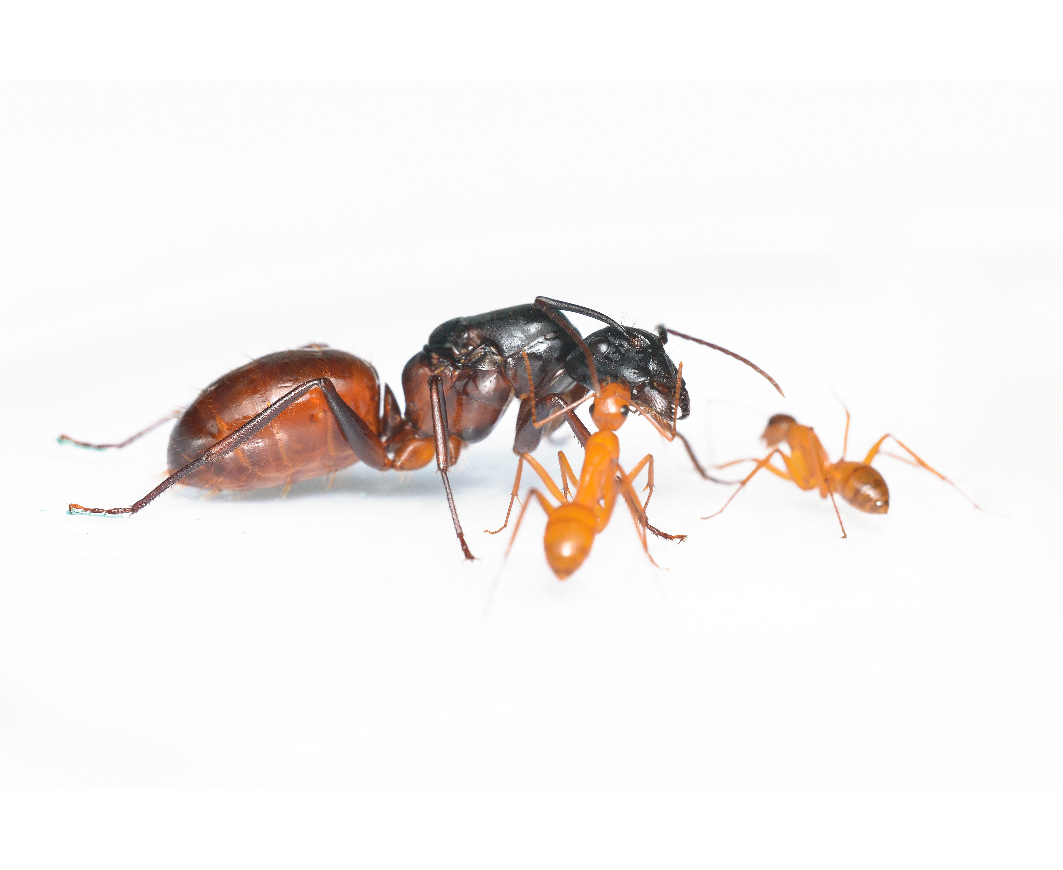 Camponotus ca02